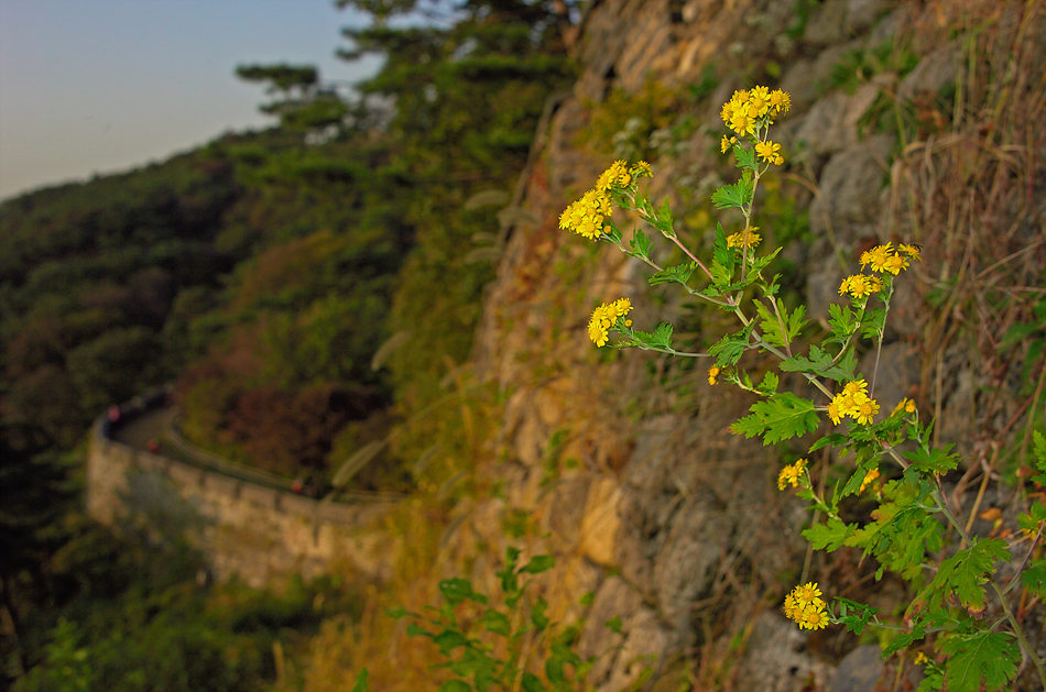 산국GR843609.jpg