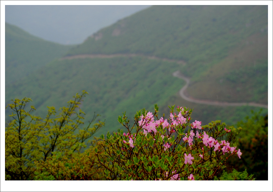 산철죽.jpg