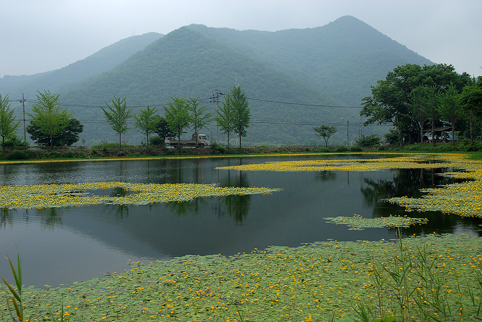 노랑이리연꽃10.7.2 (18).jpg