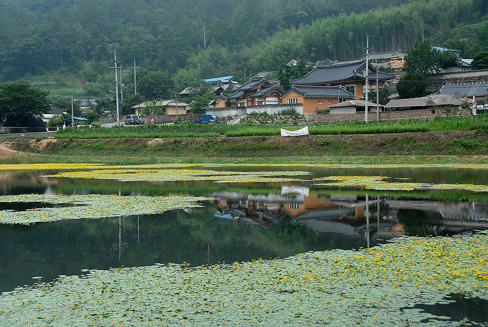 노랑이리연꽃10.7.2 (12).jpg