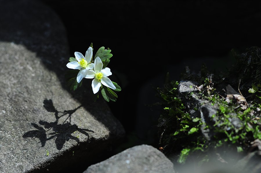 만주바람꽃 040.jpg