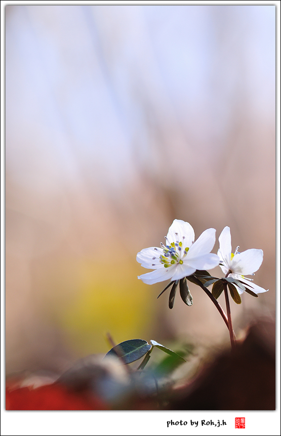 변산바람꽃_4358.jpg