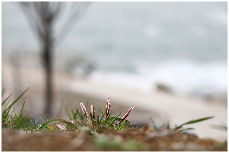 섬 산자고1.jpg