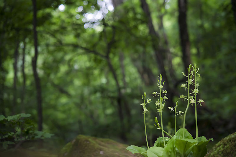 20130620_0032a-1.jpg