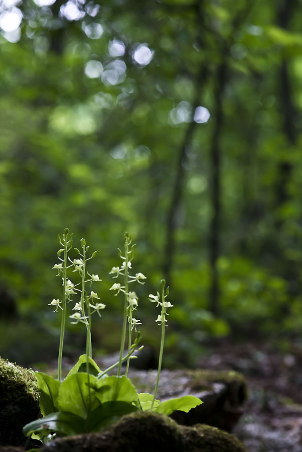 20130620_0062a-1.jpg