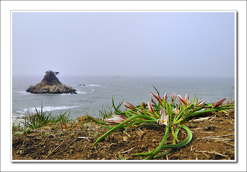 산자고 5.jpg