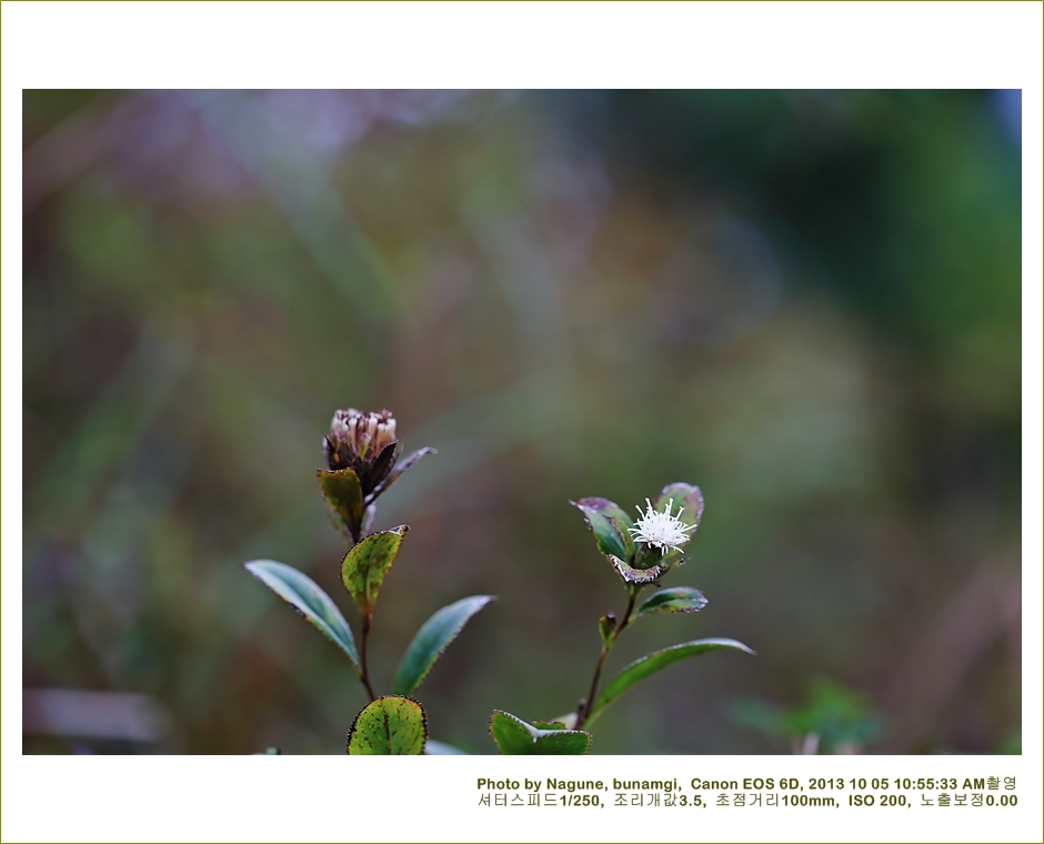 삽주 백약이1.JPG