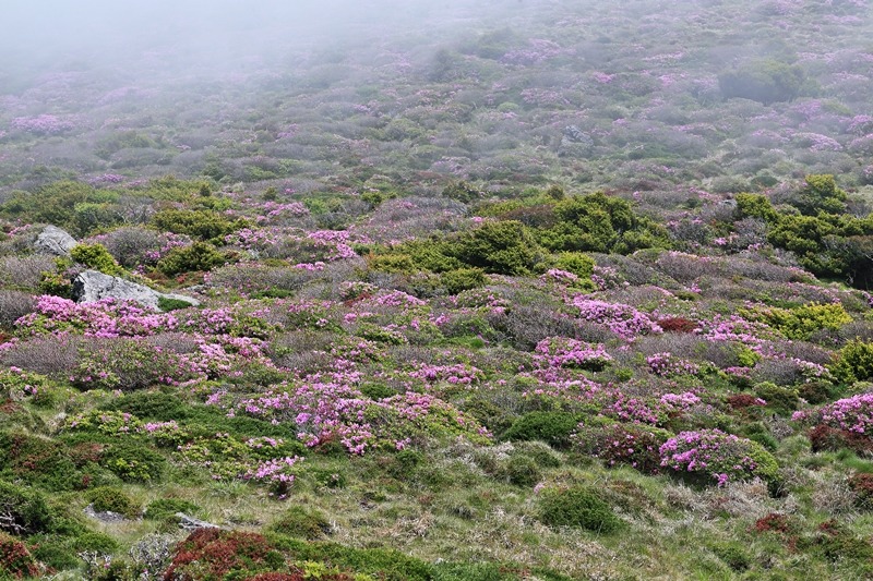 윗세오름산철쭉_3347%20(2).jpg