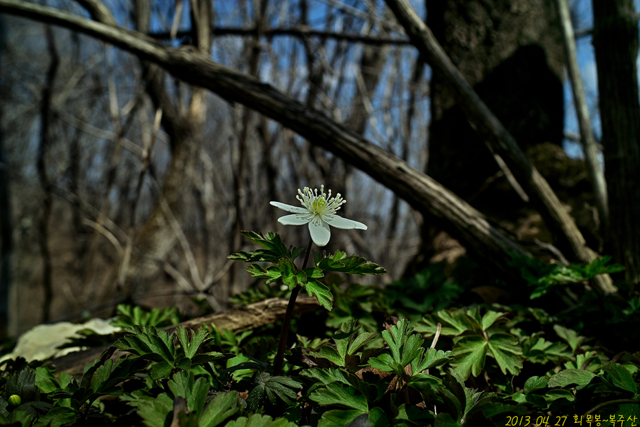 SDIM회목~복주 i(82).jpg