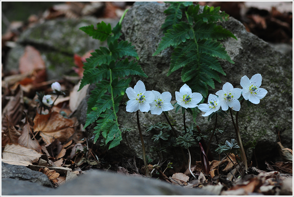 변산바람꽃 1.jpg