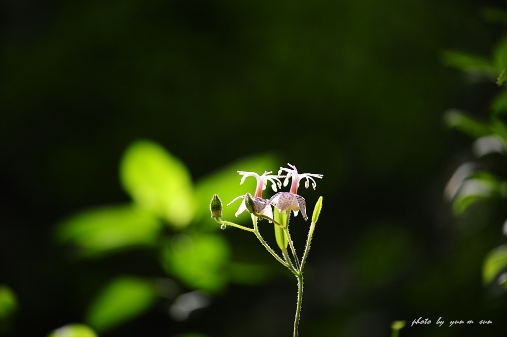 뻐꾹나리 068.jpg