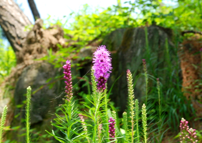 꾸미기_Liatris_0162.JPG