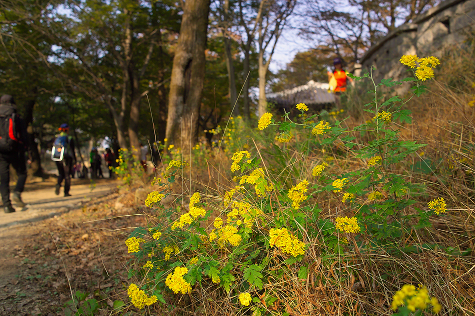 산국GR843763.jpg