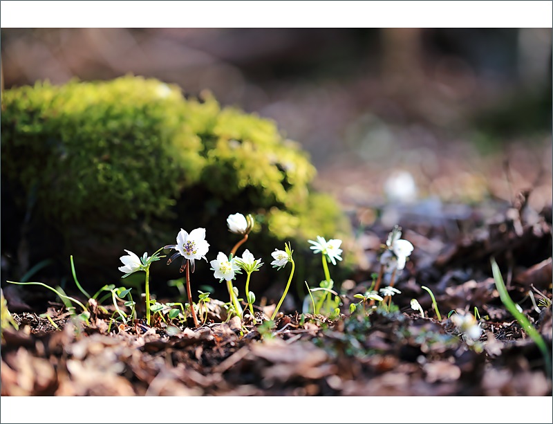 변산바람꽃 왕이메8.JPG