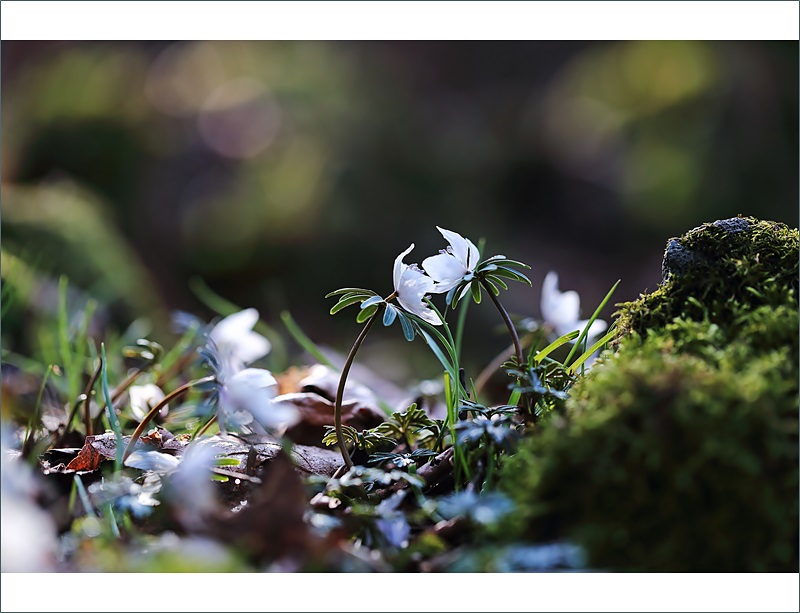 변산바람꽃 왕이메 (2).JPG