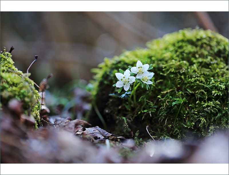 변산바람꽃 왕이메 (3).JPG