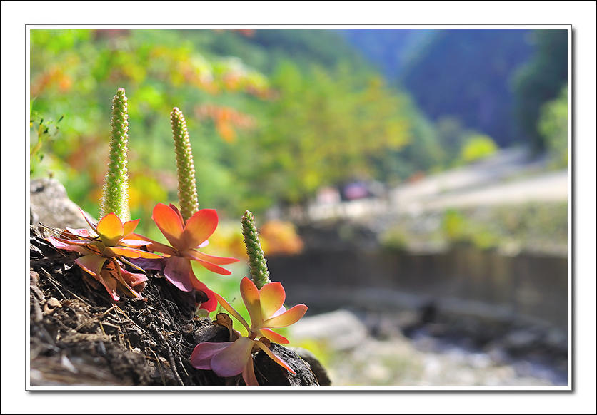 정산바위솔.jpg