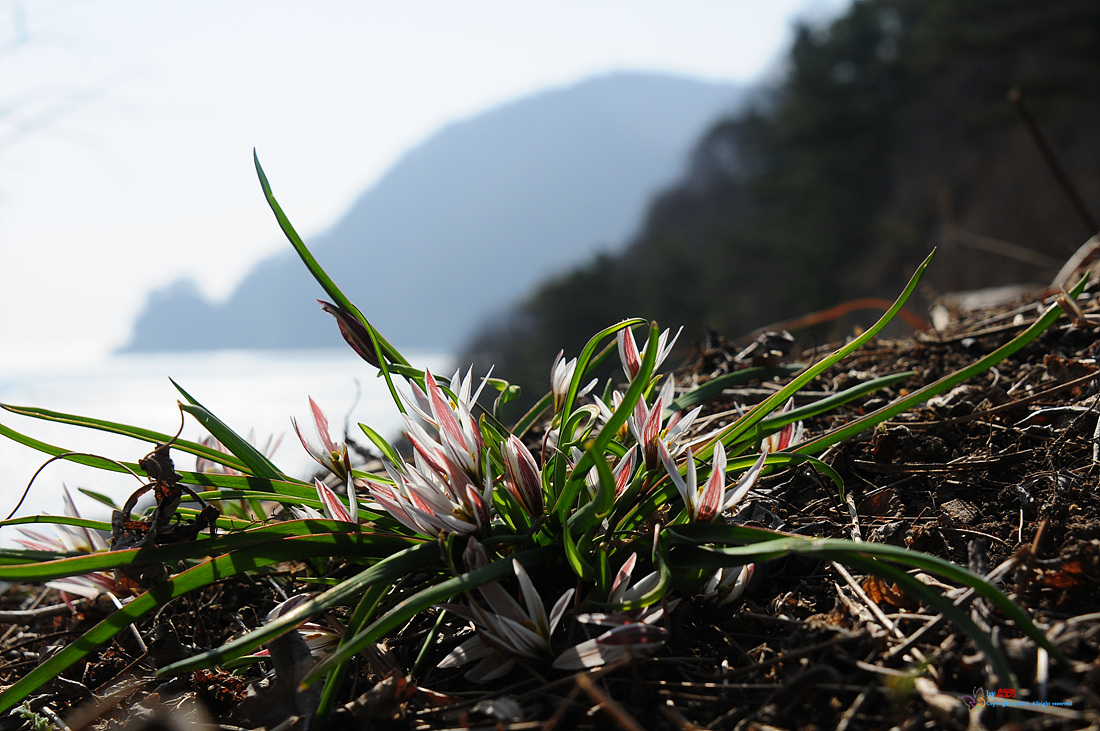 산자고.jpg