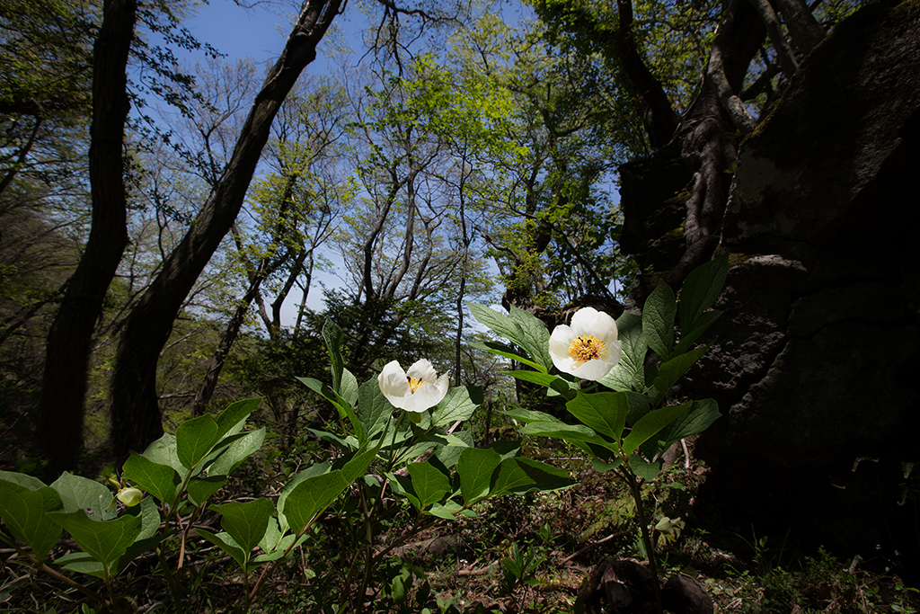 백작약_3032.jpg