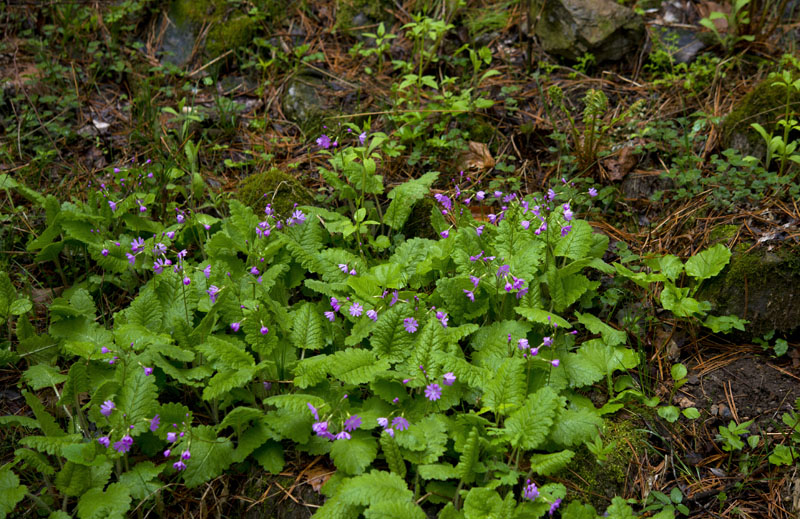 20130504_0150a-1.jpg