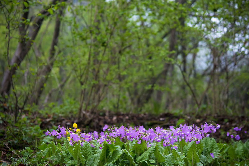 20130504_0015a-1.jpg