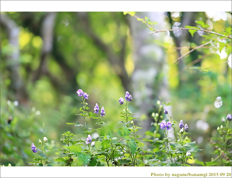 한라돌저귀_6387.JPG