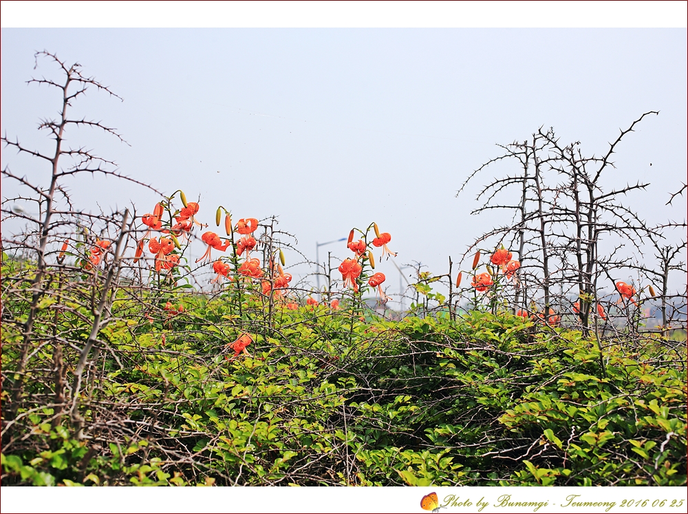 참나리신창해안도로_8847.JPG