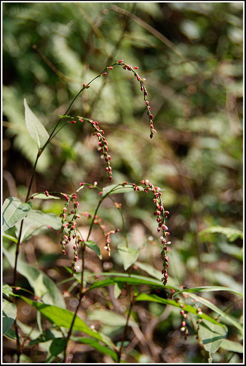 C_4-바보여뀌6350.jpg