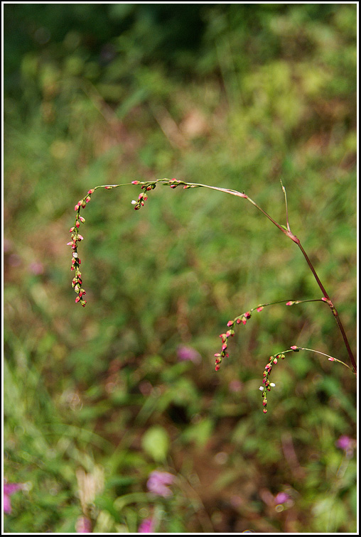 C_4-바보여뀌6347.jpg