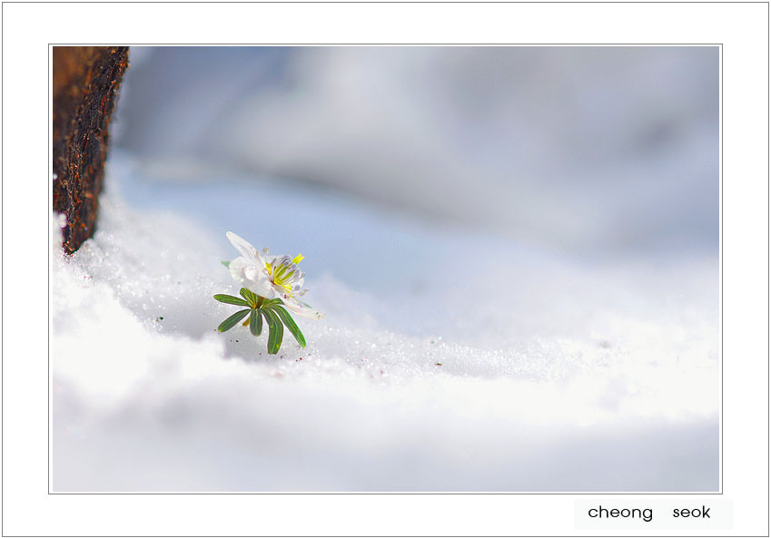 변산바람꽃.jpg