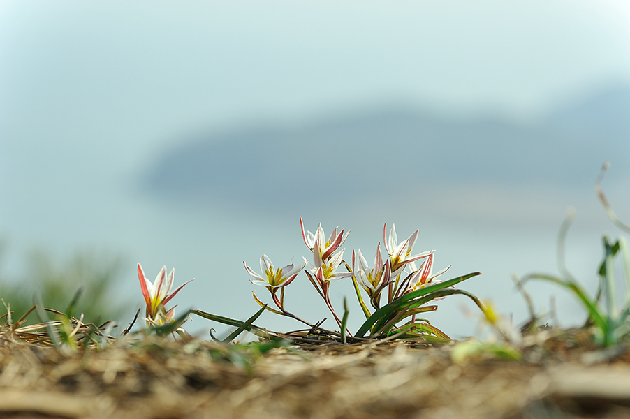 산자고.jpg