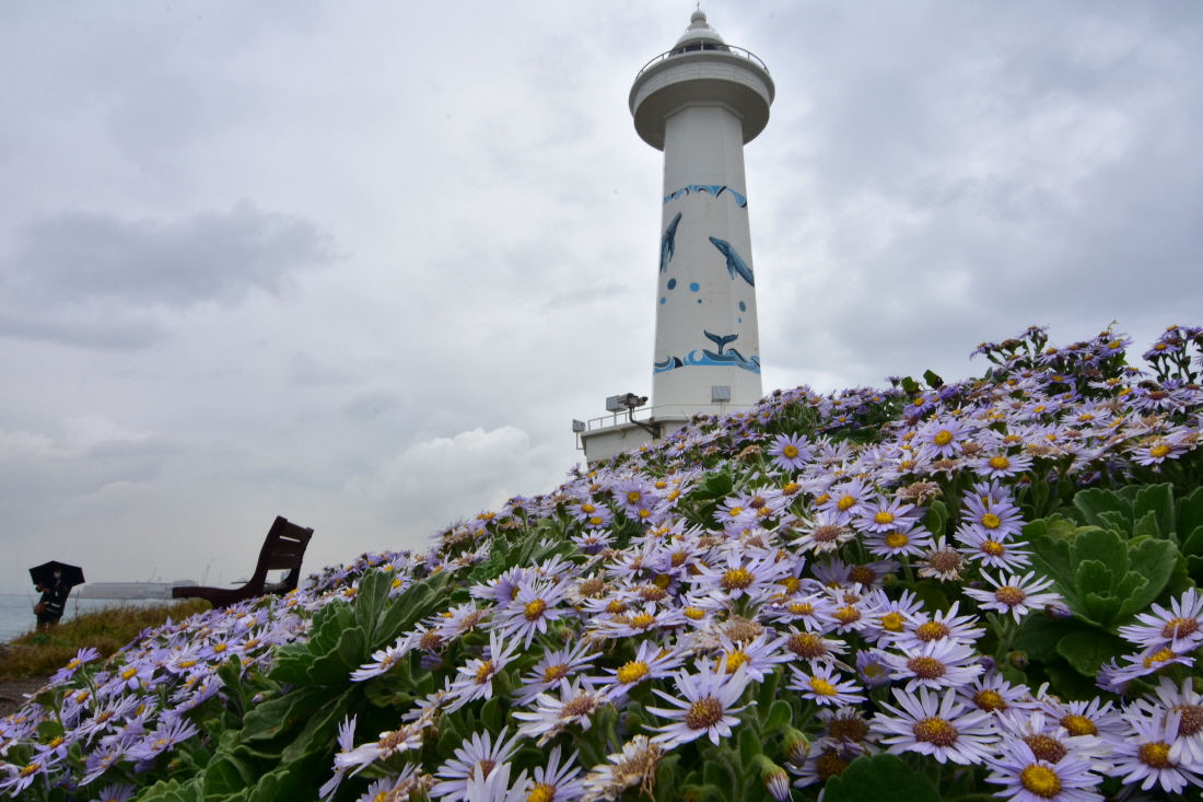 해국.JPG