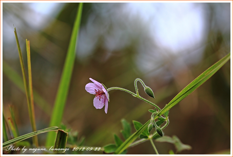 선이질풀 (1).JPG