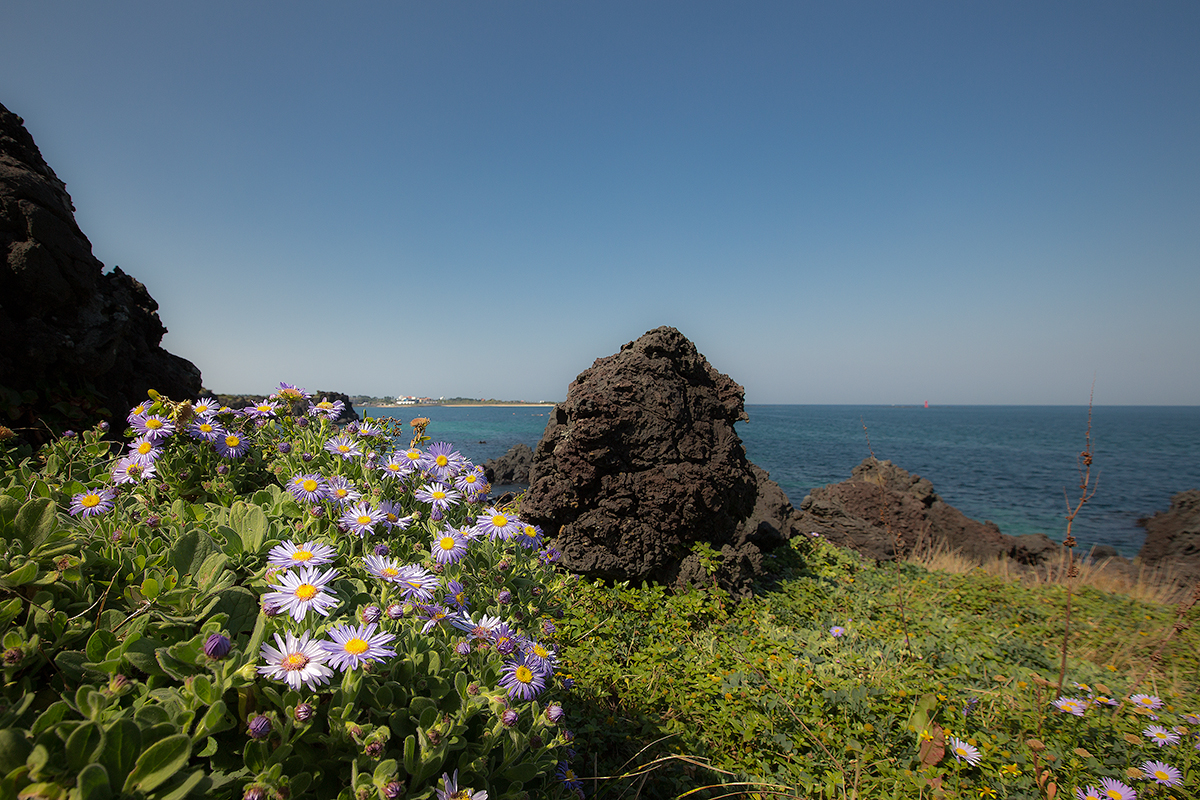 해국_2143.jpg