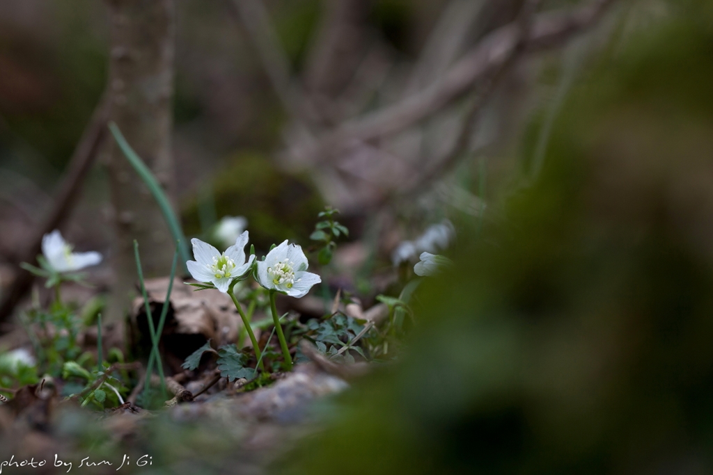 변산바람꽃0139.JPG