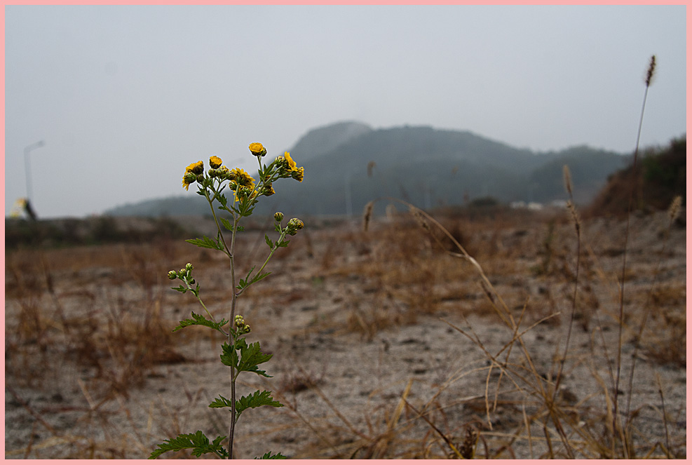 산국47-4500.jpg