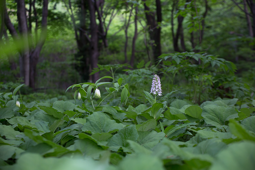 주름제비란_5183.jpg