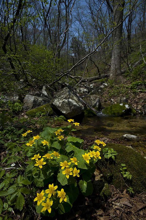 20110515_0154a-1.jpg