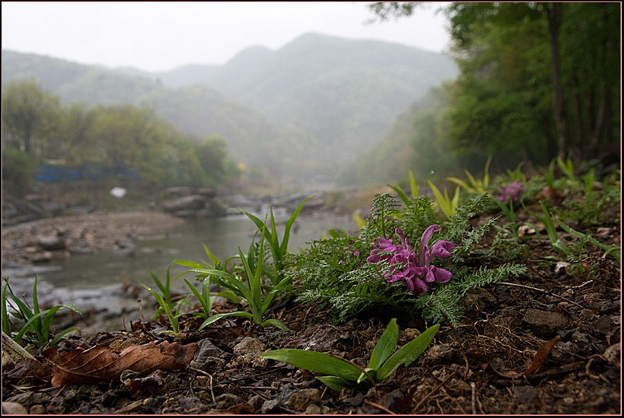 46-애기송이풀5202.jpg