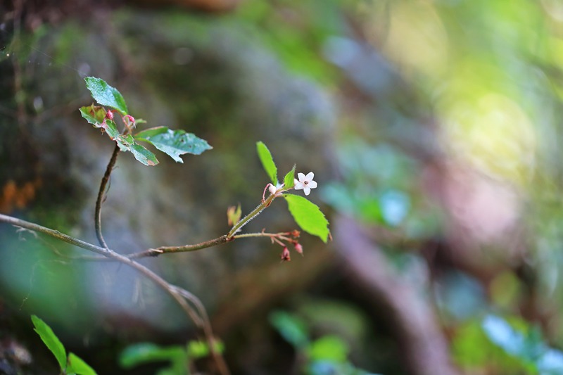 산호수_5756.jpg