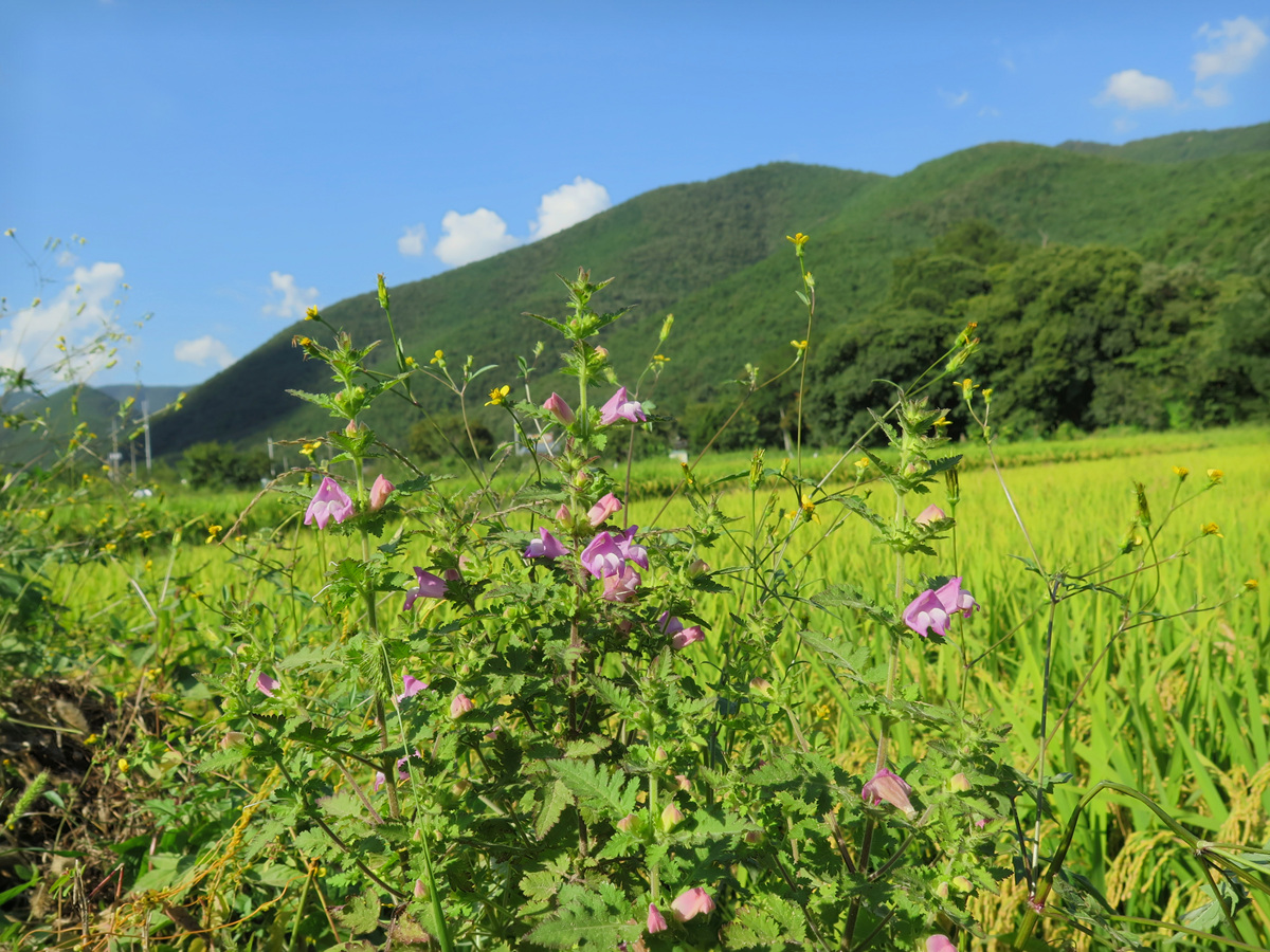 나도송이IMG_4059.jpg