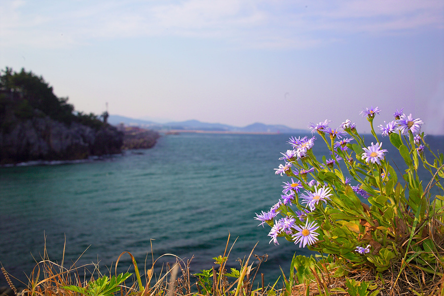 해국GR830600.jpg