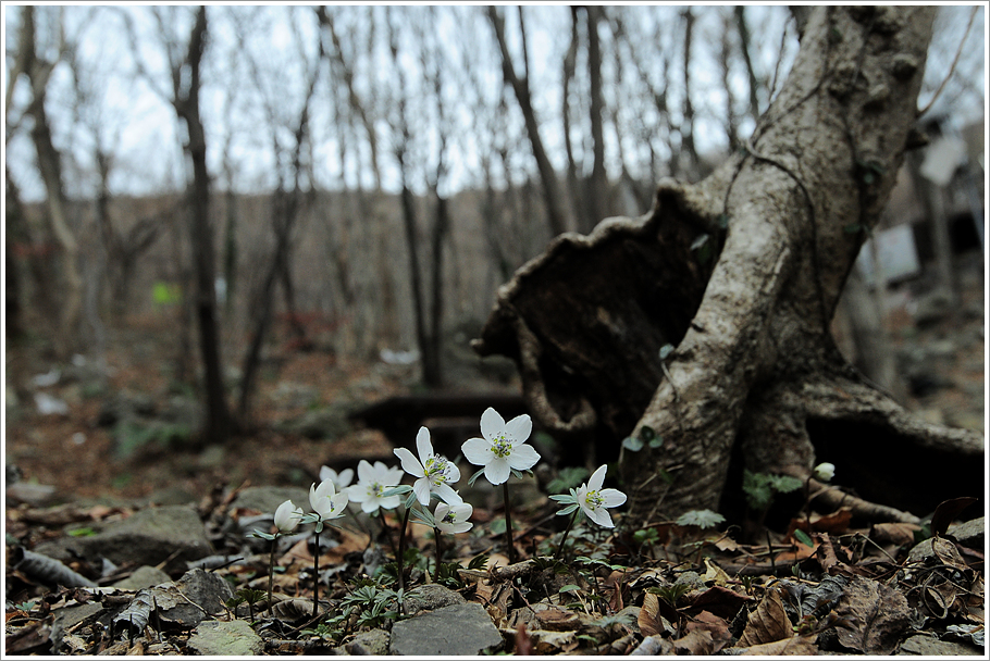 변산바람꽃 274.jpg