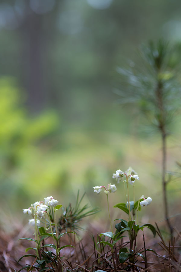 20130623_0029a-1.jpg