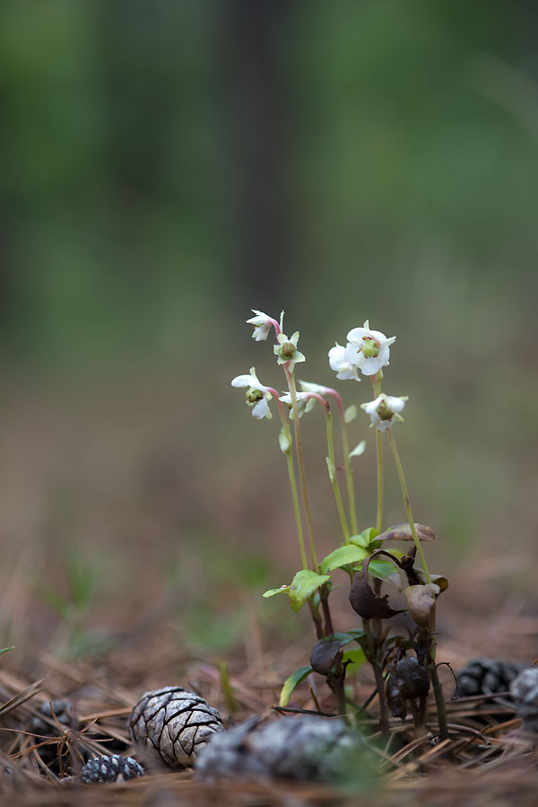 20130623_0106a-1.jpg