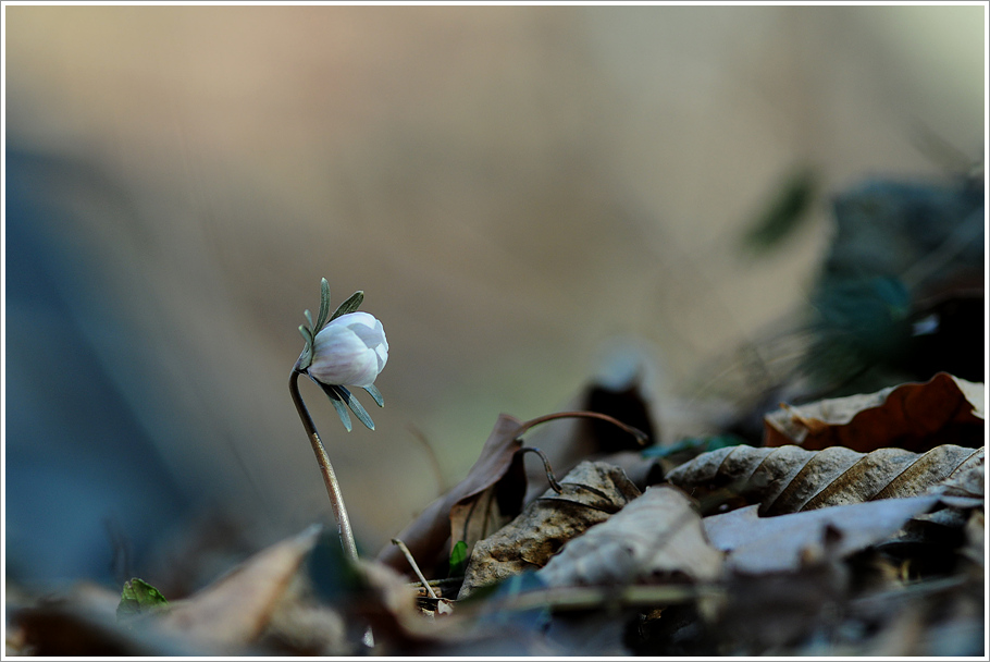 변산바람꽃 009.jpg