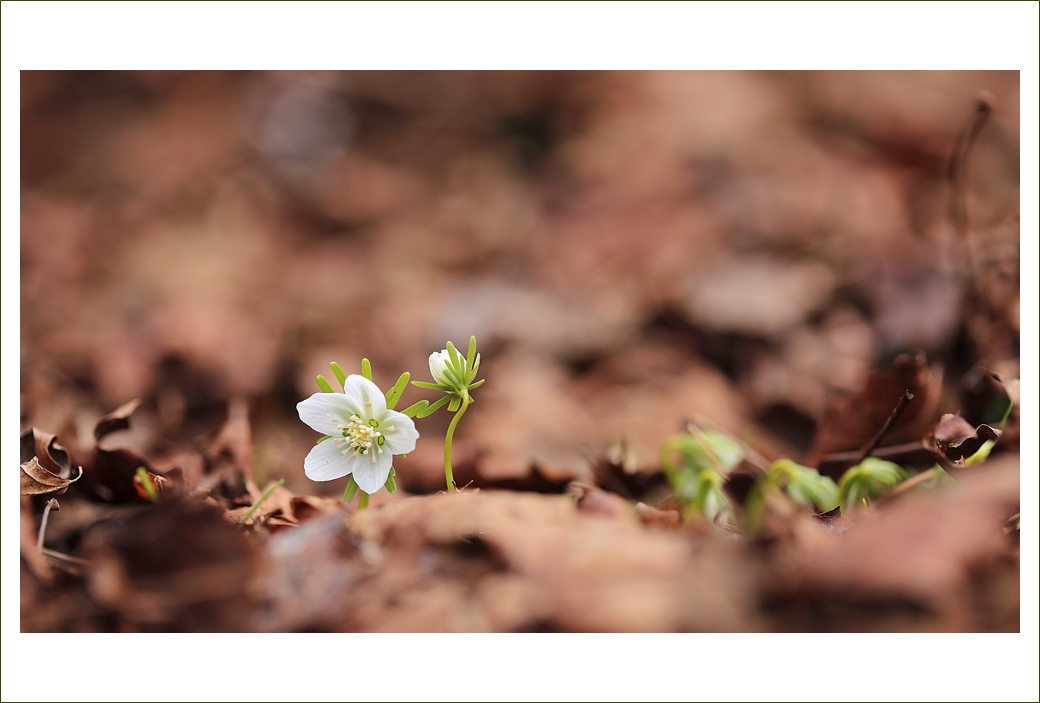 변산바람꽃 녹화 왕이메오름2.JPG