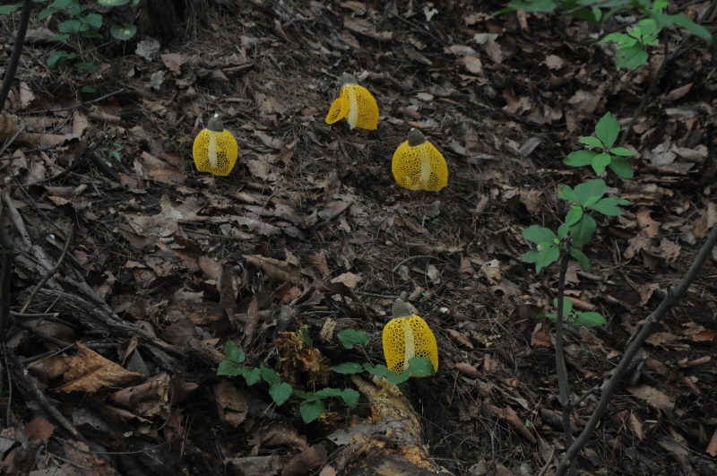 노란망태버섯의 야생화 탐사DSC_5403.jpg