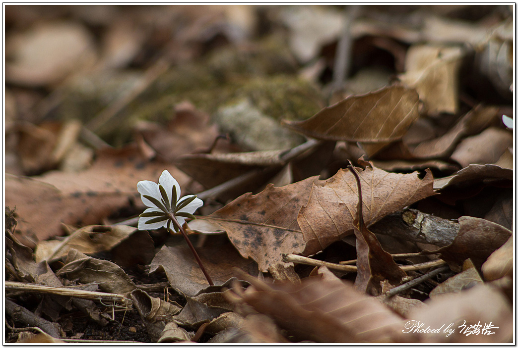 변산바람꽃-동막D15-6449.jpg