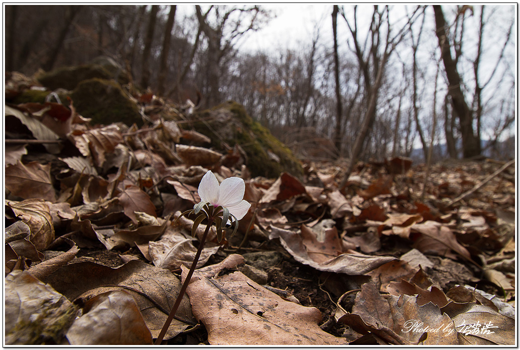 변산바람꽃-동막D15-6455.jpg